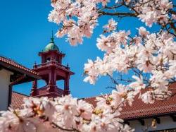 college hall belltower framed by cherry blossoms